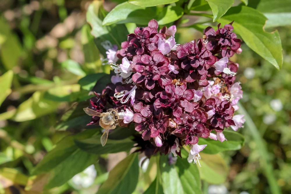 250 Thai Basil Seeds - Siam Queen Ocimum Thyrsiflora Herb Seeds - Image 2
