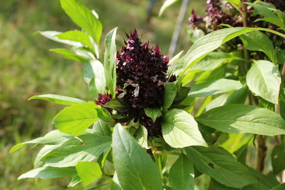 250 Thai Basil Seeds - Siam Queen Ocimum Thyrsiflora Herb Seeds - Image 3