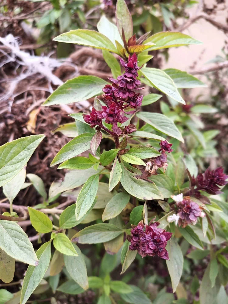 250 Thai Basil Seeds - Siam Queen Ocimum Thyrsiflora Herb Seeds - Image 4