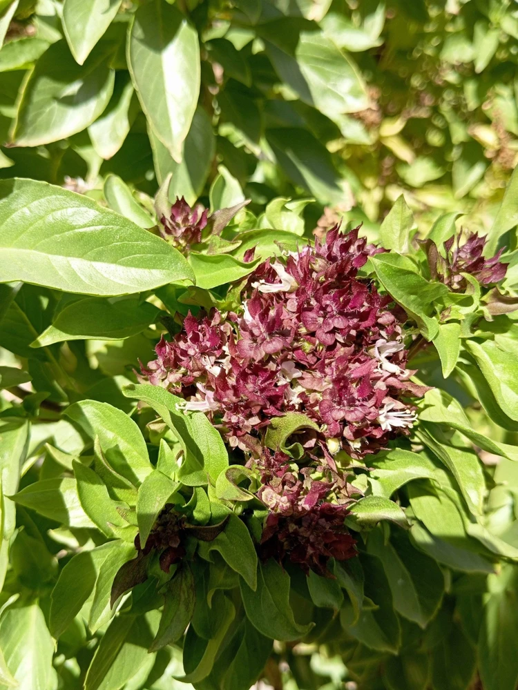 250 Thai Basil Seeds - Siam Queen Ocimum Thyrsiflora Herb Seeds - Image 5