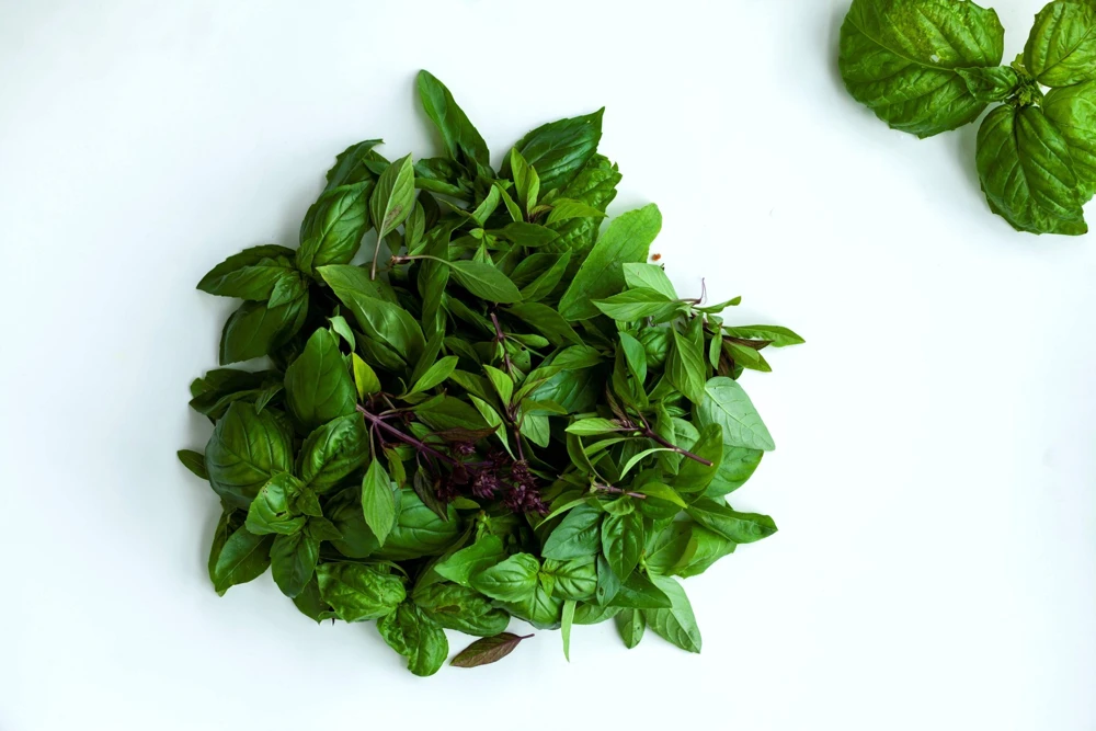 250 Thai Basil Seeds - Siam Queen Ocimum Thyrsiflora Herb Seeds - Image 8
