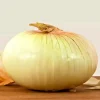 250 Treated Vidalia Sweet Onion Seeds - Non-GMO Heirloom Vegetable - Image 1