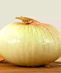 250 Treated Vidalia Sweet Onion Seeds - Non-GMO Heirloom Vegetable - Image 1
