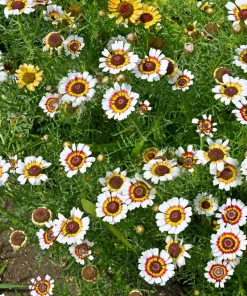 250 Tricolor Painted Daisy Seeds - Pyrethrum Carinatum Flower Seeds - Image 10