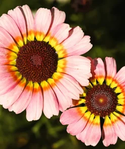 250 Tricolor Painted Daisy Seeds - Pyrethrum Carinatum Flower Seeds - Image 11