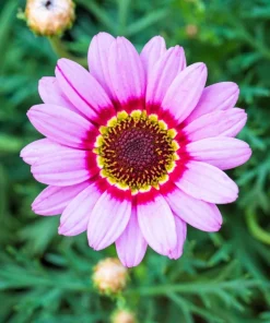 250 Tricolor Painted Daisy Seeds - Pyrethrum Carinatum Flower Seeds - Image 12