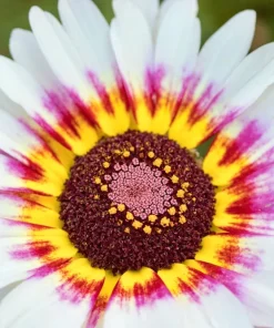 250 Tricolor Painted Daisy Seeds - Pyrethrum Carinatum Flower Seeds - Image 13