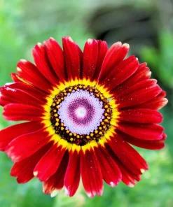 250 Tricolor Painted Daisy Seeds - Pyrethrum Carinatum Flower Seeds - Image 14