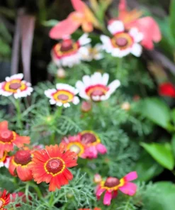 250 Tricolor Painted Daisy Seeds - Pyrethrum Carinatum Flower Seeds - Image 15