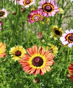 250 Tricolor Painted Daisy Seeds - Pyrethrum Carinatum Flower Seeds - Image 2