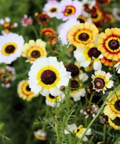 250 Tricolor Painted Daisy Seeds - Pyrethrum Carinatum Flower Seeds - Image 3
