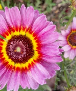 250 Tricolor Painted Daisy Seeds - Pyrethrum Carinatum Flower Seeds - Image 5