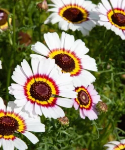 250 Tricolor Painted Daisy Seeds - Pyrethrum Carinatum Flower Seeds - Image 6