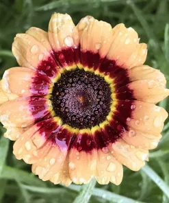 250 Tricolor Painted Daisy Seeds - Pyrethrum Carinatum Flower Seeds - Image 7
