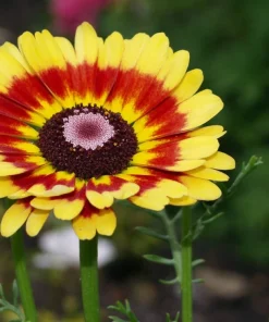 250 Tricolor Painted Daisy Seeds - Pyrethrum Carinatum Flower Seeds - Image 8