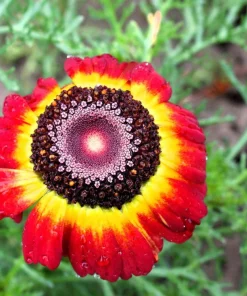 250 Tricolor Painted Daisy Seeds - Pyrethrum Carinatum Flower Seeds - Image 9