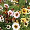 250 Tricolor Painted Daisy Seeds - Pyrethrum Carinatum Flower Seeds - Image 1