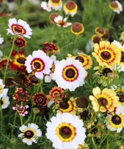 250 Tricolor Painted Daisy Seeds - Pyrethrum Carinatum Flower Seeds - Image 1