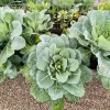 250 Vates Collard Greens Vegetable Seeds - Brassica Oleracea Acephala - Image 1