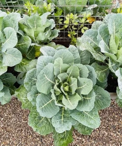 250 Vates Collard Greens Vegetable Seeds - Brassica Oleracea Acephala - Image 1