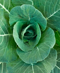 250 Vates Collard Greens Vegetable Seeds - Brassica Oleracea Acephala - Image 3
