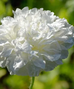 250 White Cloud Peony Poppy Seeds - Papaver Peoniflorum Flower Seeds - Image 2