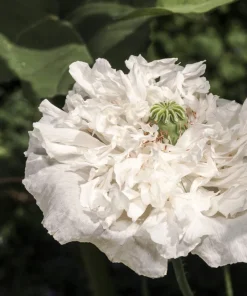 250 White Cloud Peony Poppy Seeds - Papaver Peoniflorum Flower Seeds - Image 3
