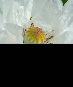 250 White Cloud Peony Poppy Seeds - Papaver Peoniflorum Flower Seeds - Image 4