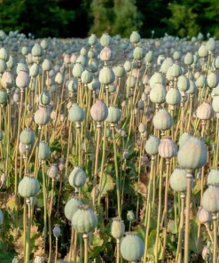 250 White Cloud Peony Poppy Seeds - Papaver Peoniflorum Flower Seeds - Image 5