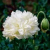 250 White Cloud Peony Poppy Seeds - Papaver Peoniflorum Flower Seeds - Image 1