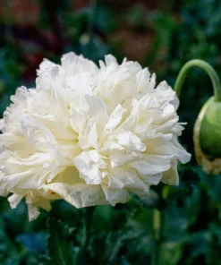 250 White Cloud Peony Poppy Seeds - Papaver Peoniflorum Flower Seeds - Image 1
