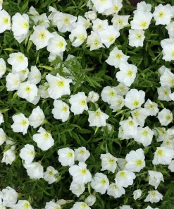 250 White Pale Evening Primrose Flower Seeds - Oenothera Pallida Sundrops - Image 2