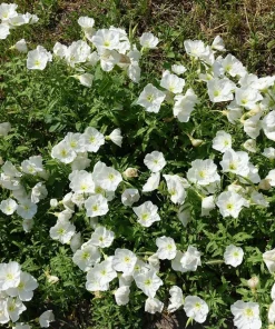 250 White Pale Evening Primrose Flower Seeds - Oenothera Pallida Sundrops - Image 3