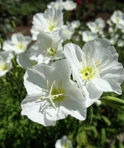 250 White Pale Evening Primrose Flower Seeds - Oenothera Pallida Sundrops - Image 4
