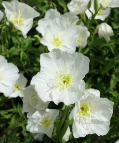 250 White Pale Evening Primrose Flower Seeds - Oenothera Pallida Sundrops - Image 5