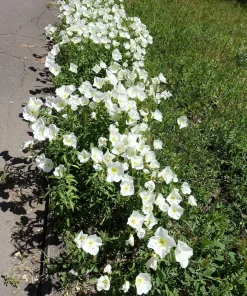 250 White Pale Evening Primrose Flower Seeds - Oenothera Pallida Sundrops - Image 6