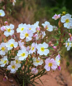 250 White Pale Evening Primrose Flower Seeds - Oenothera Pallida Sundrops - Image 7