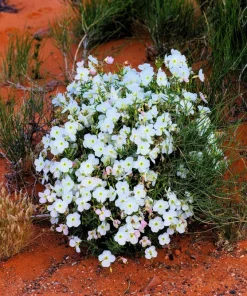 250 White Pale Evening Primrose Flower Seeds - Oenothera Pallida Sundrops - Image 8