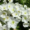 250 White Pale Evening Primrose Flower Seeds - Oenothera Pallida Sundrops - Image 1