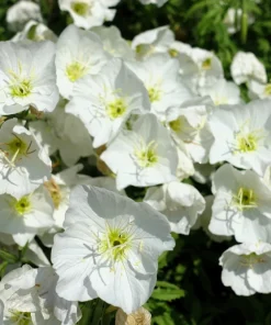 250 White Pale Evening Primrose Flower Seeds - Oenothera Pallida Sundrops - Image 1