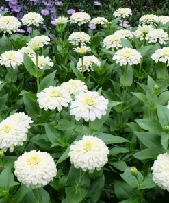 250 White Polar Bear Zinnia Elegans Flower Seeds – Annual Flower Seeds - Image 2