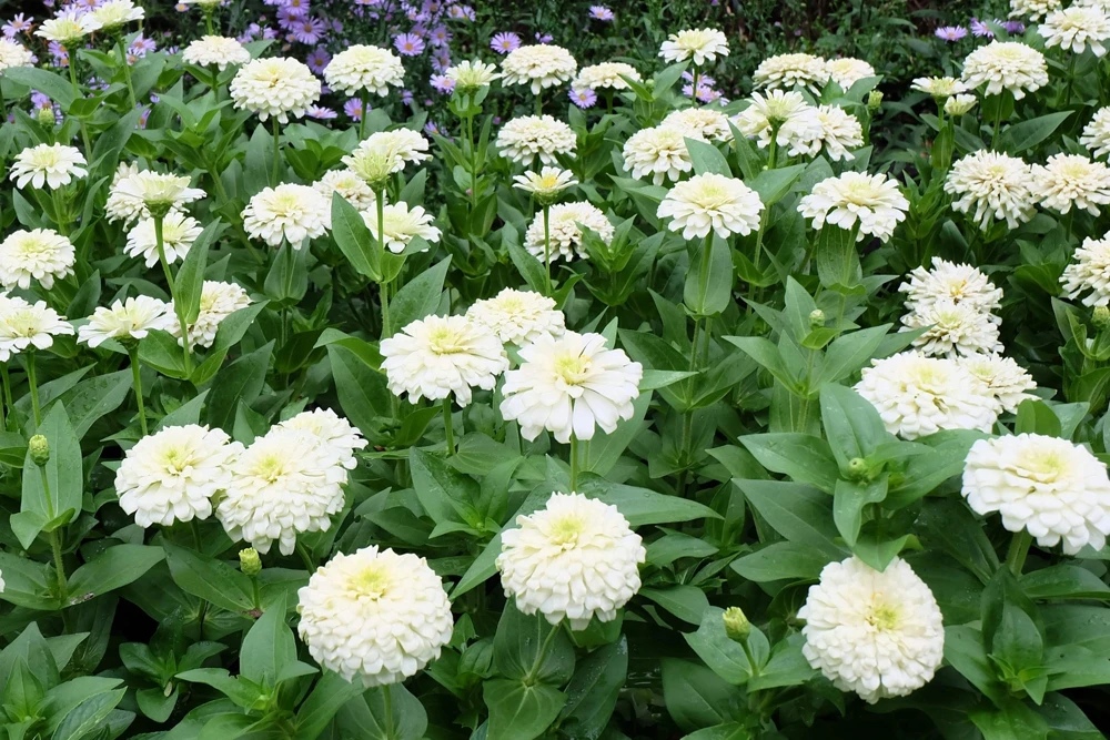250 White Polar Bear Zinnia Elegans Flower Seeds – Annual Flower Seeds - Image 2