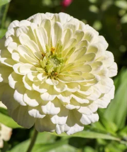 250 White Polar Bear Zinnia Elegans Flower Seeds – Annual Flower Seeds - Image 3