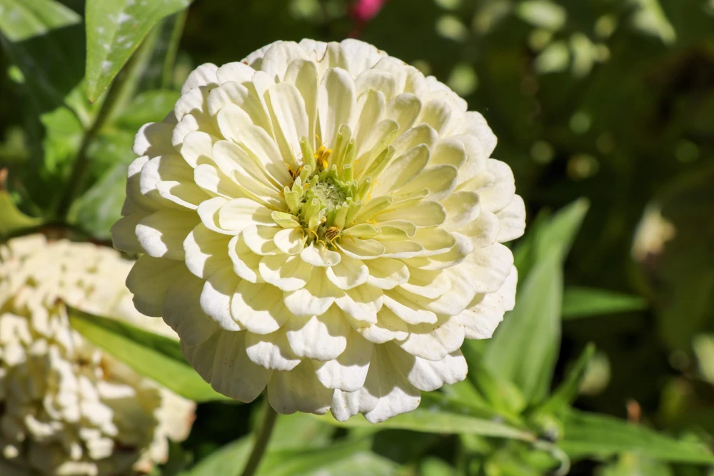 250 White Polar Bear Zinnia Elegans Flower Seeds – Annual Flower Seeds - Image 3
