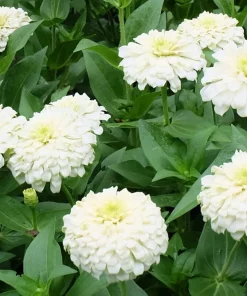 250 White Polar Bear Zinnia Elegans Flower Seeds – Annual Flower Seeds - Image 4