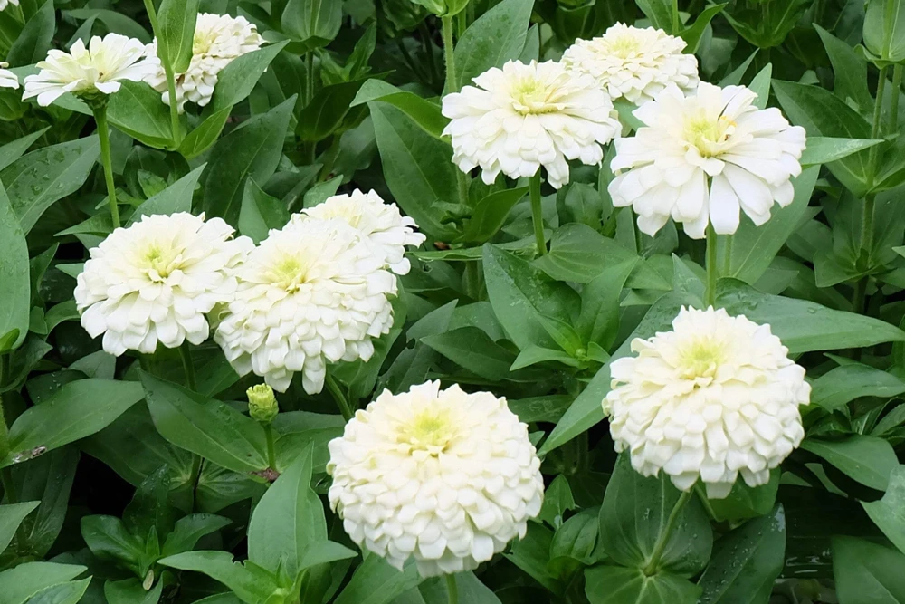 250 White Polar Bear Zinnia Elegans Flower Seeds – Annual Flower Seeds - Image 4