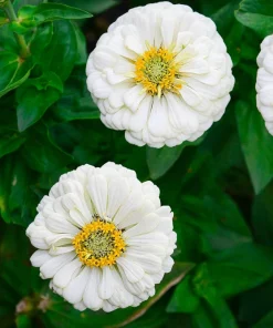 250 White Polar Bear Zinnia Elegans Flower Seeds – Annual Flower Seeds - Image 5