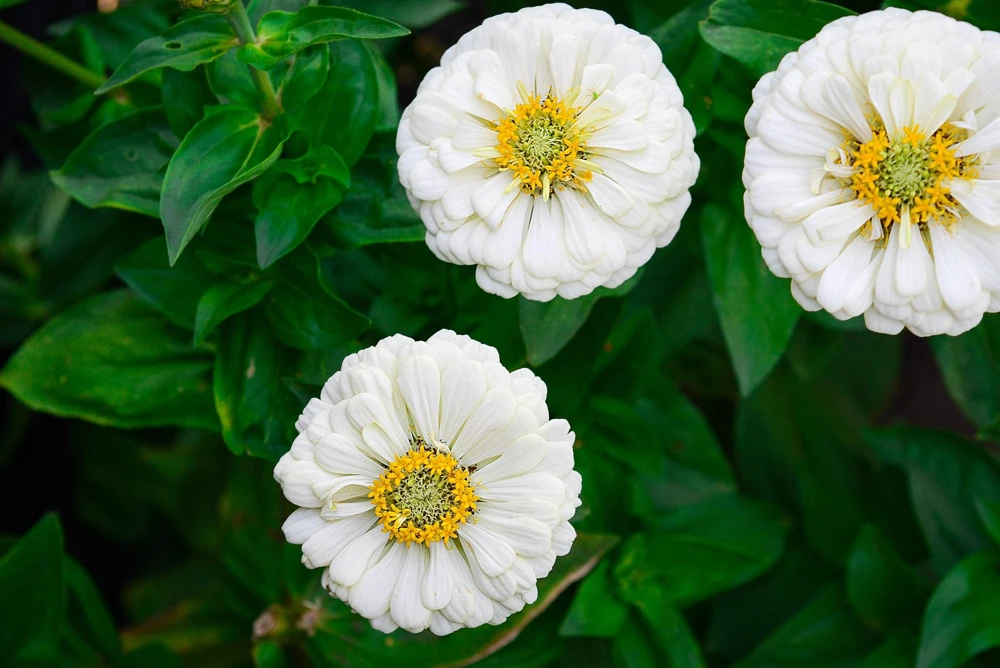 250 White Polar Bear Zinnia Elegans Flower Seeds – Annual Flower Seeds - Image 5