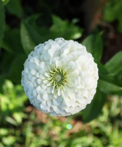 250 White Polar Bear Zinnia Elegans Flower Seeds – Annual Flower Seeds - Image 6