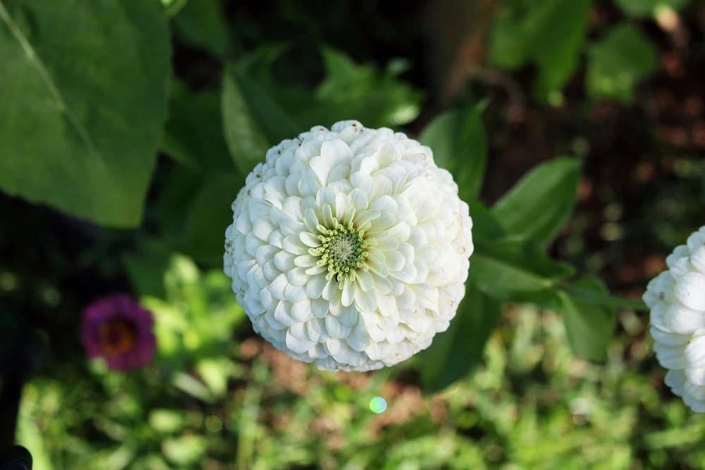 250 White Polar Bear Zinnia Elegans Flower Seeds – Annual Flower Seeds - Image 6